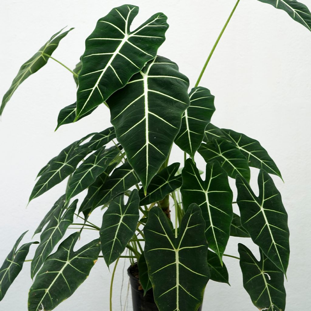 Alocasia micholitziana Frydek - Olifantsoor