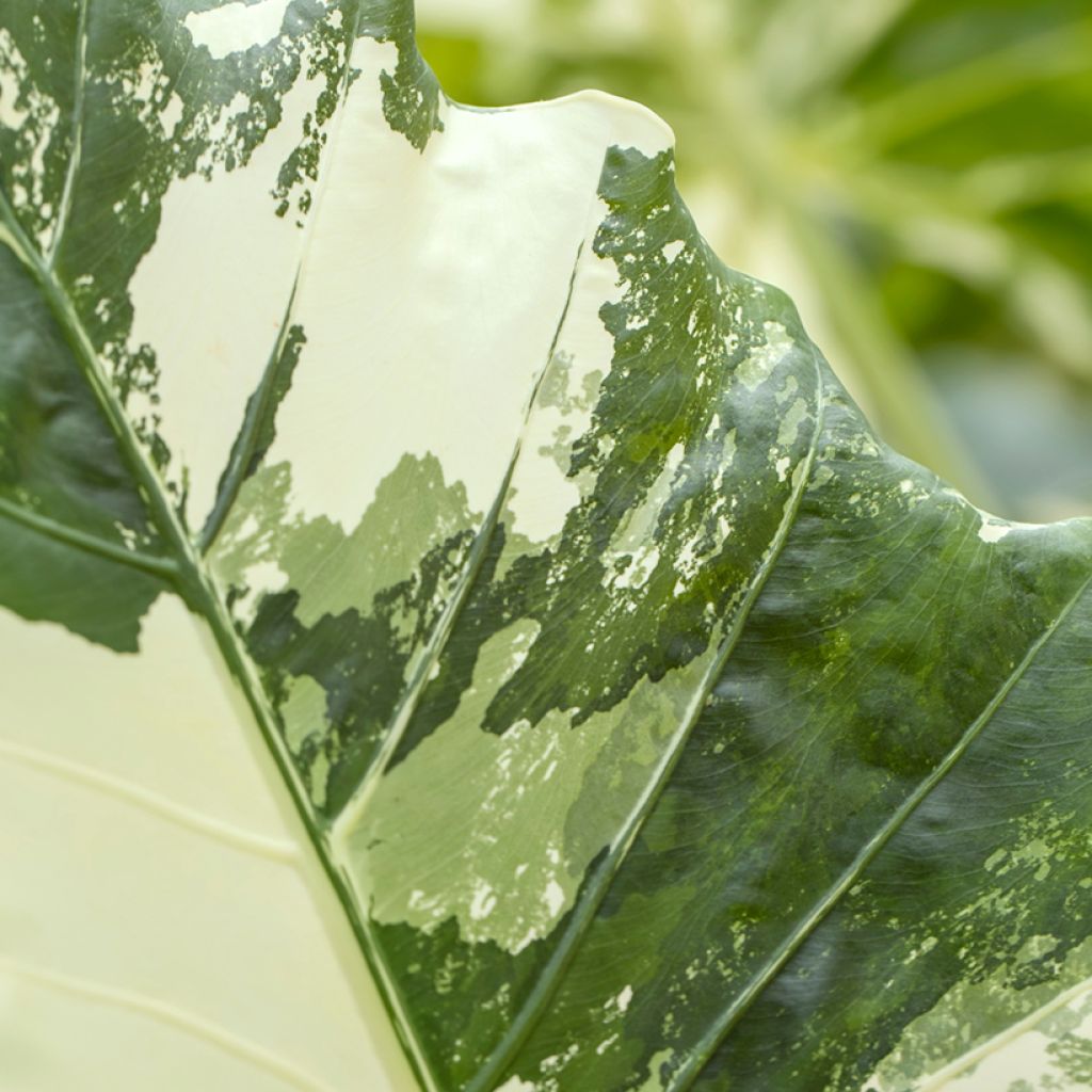 Alocasia Hualong - Olifantsoor