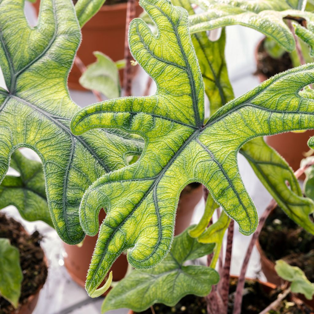 Alocasia Jacklyn - Olifantsoor