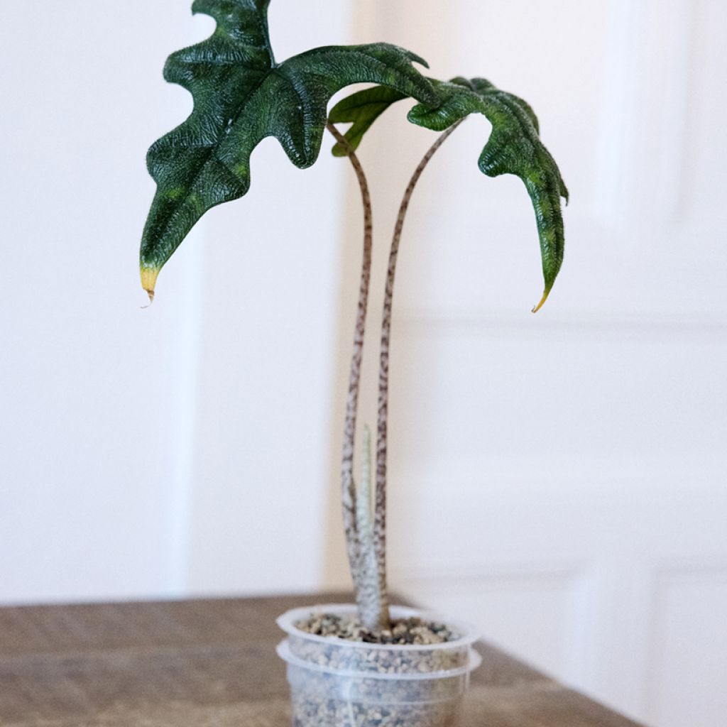 Alocasia Jacklyn - Olifantsoor