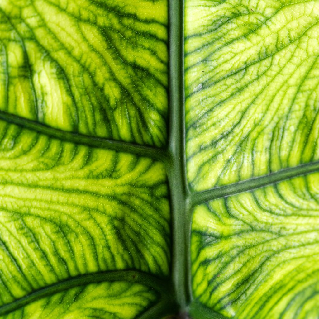 Alocasia Jacklyn - Olifantsoor