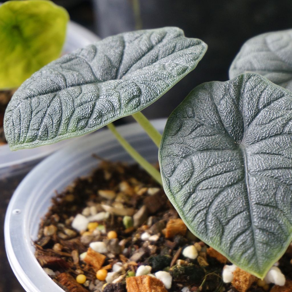 Alocasia melo - Olifantsoor