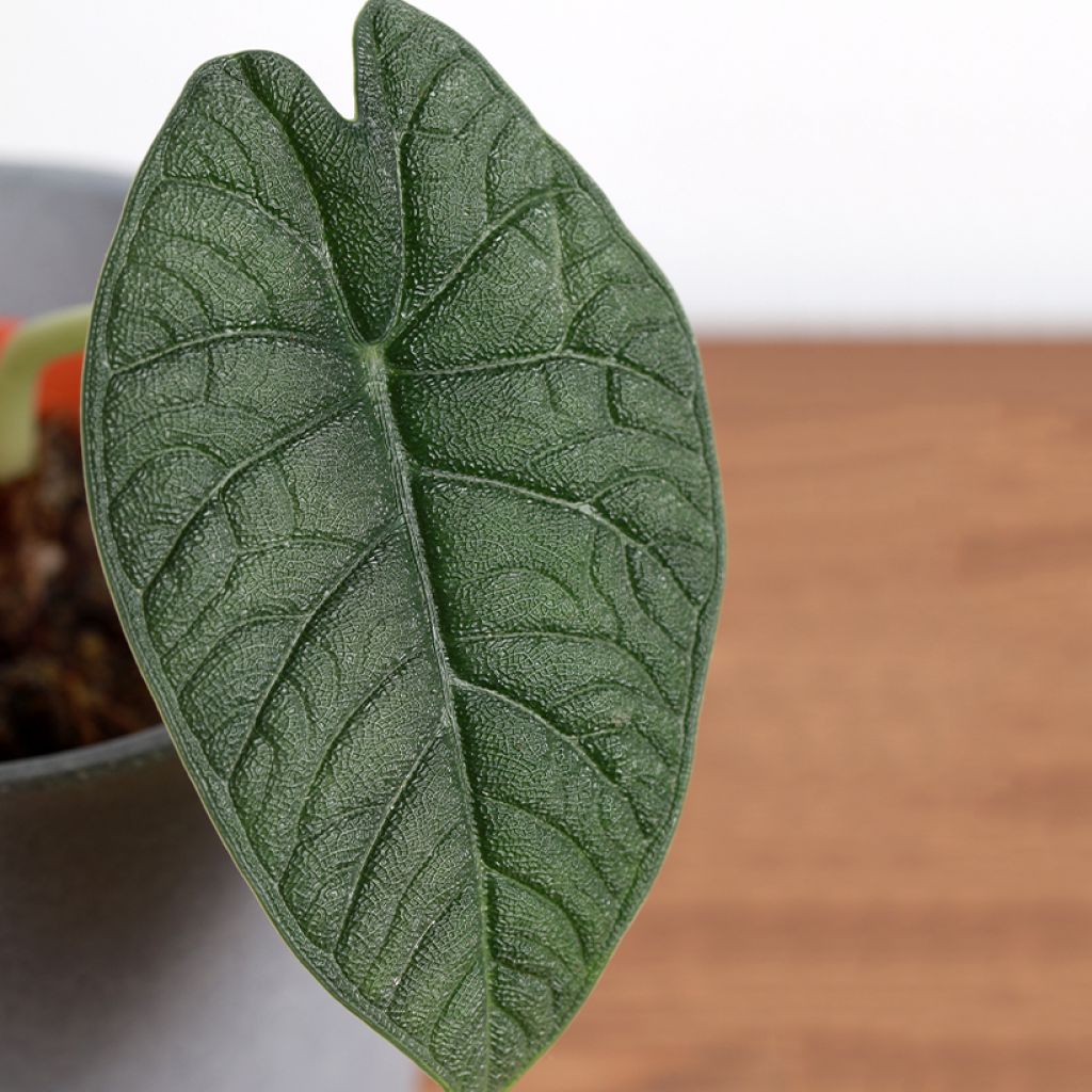 Alocasia melo - Olifantsoor