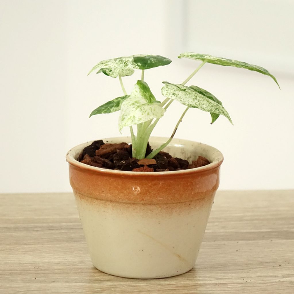 Alocasia odora Batik - Olifantsoor