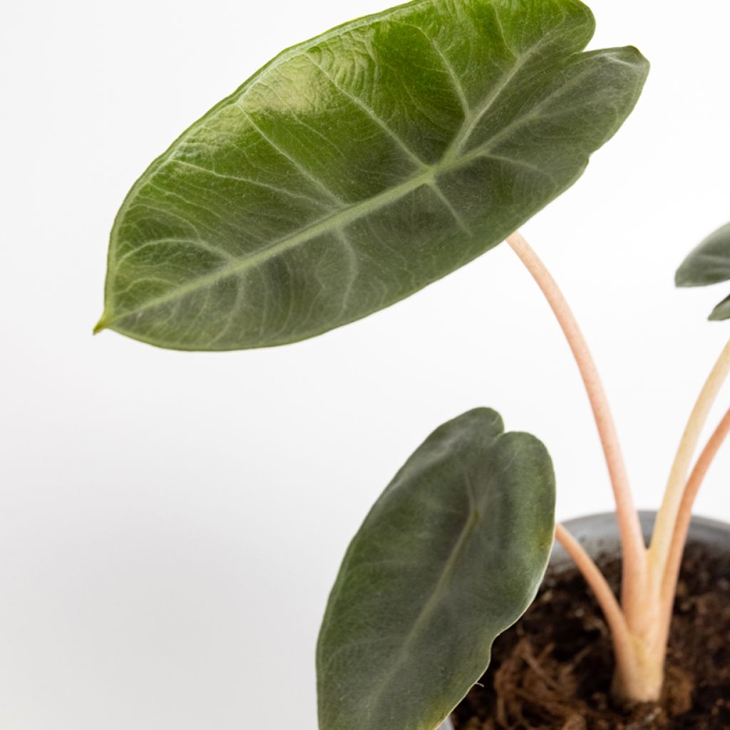 Alocasia Pink Dragon - Olifantsoor