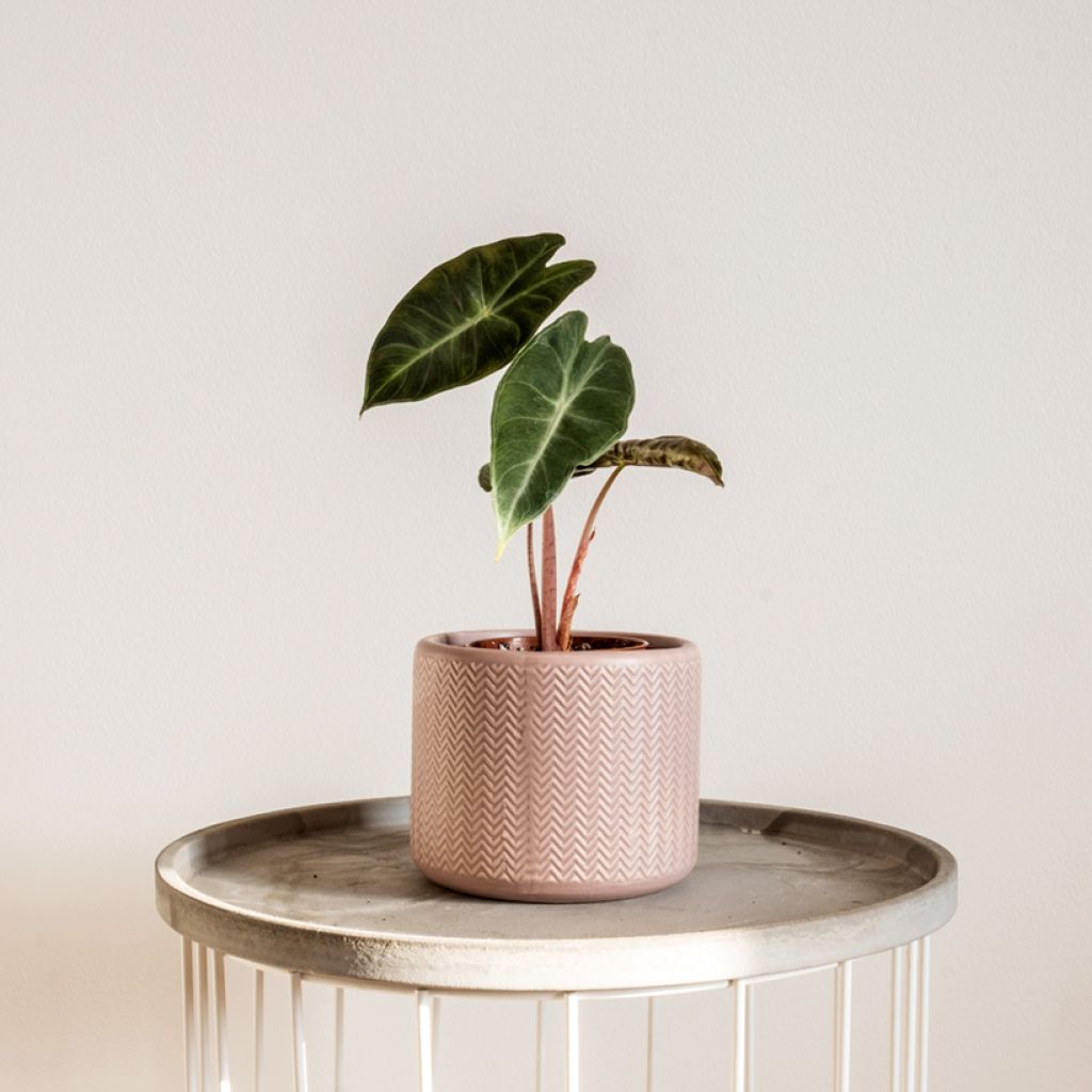Alocasia Pink Dragon - Olifantsoor