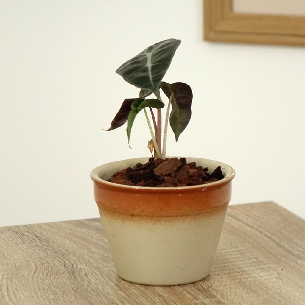 Alocasia Polly - Olifantsoor