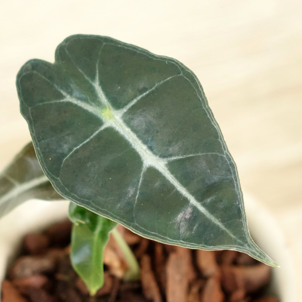 Alocasia Polly - Olifantsoor