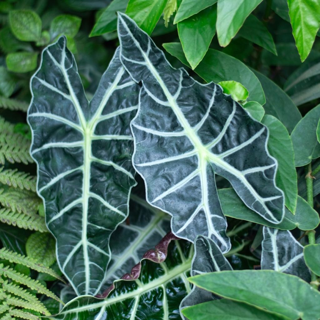 Alocasia Polly - Olifantsoor