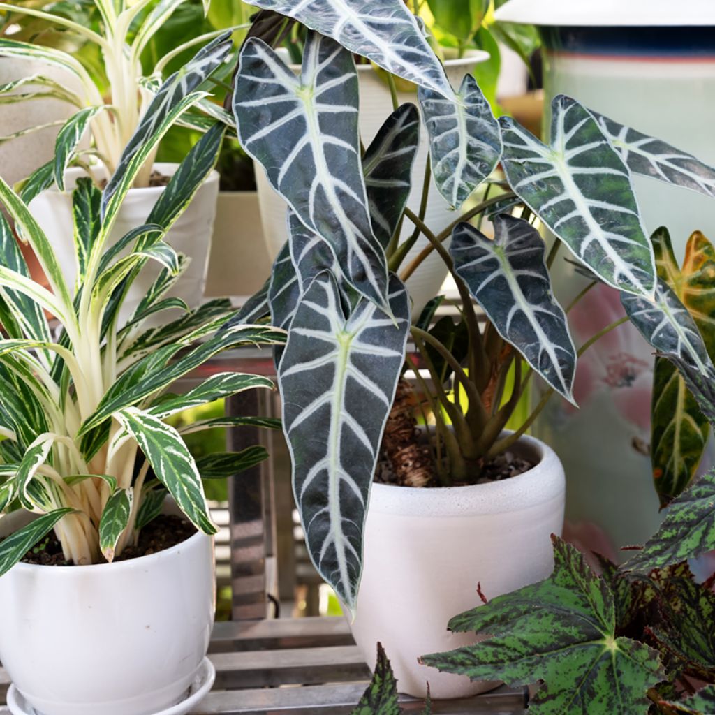 Alocasia Polly - Olifantsoor