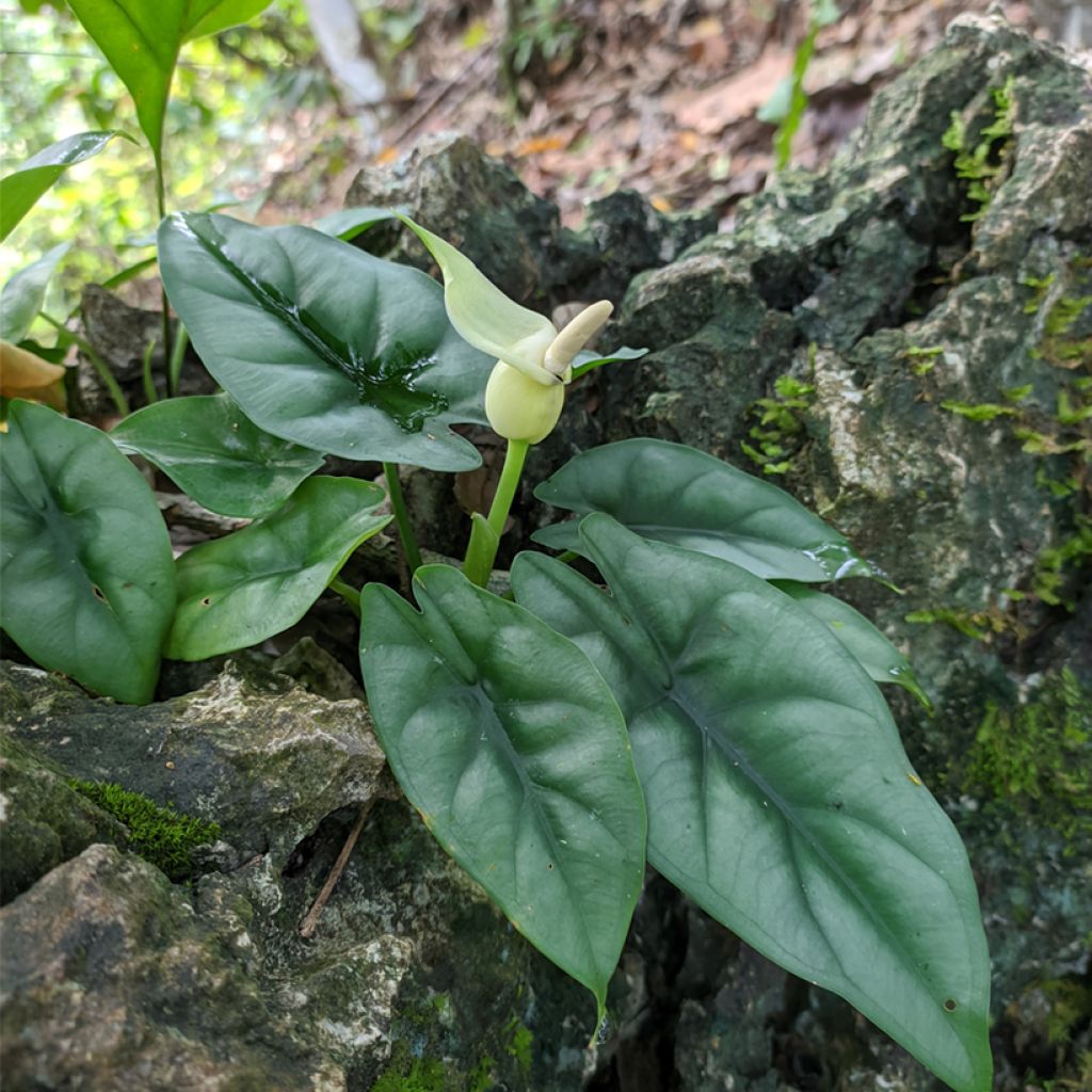 Alocasia reversa - Olifantsoor