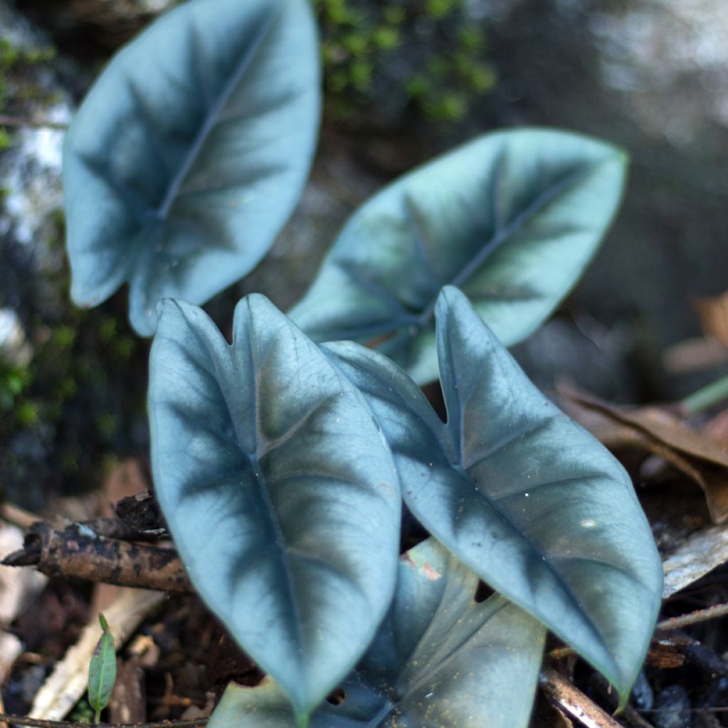 Alocasia reversa - Olifantsoor
