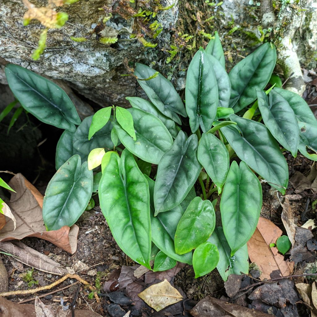 Alocasia reversa - Olifantsoor