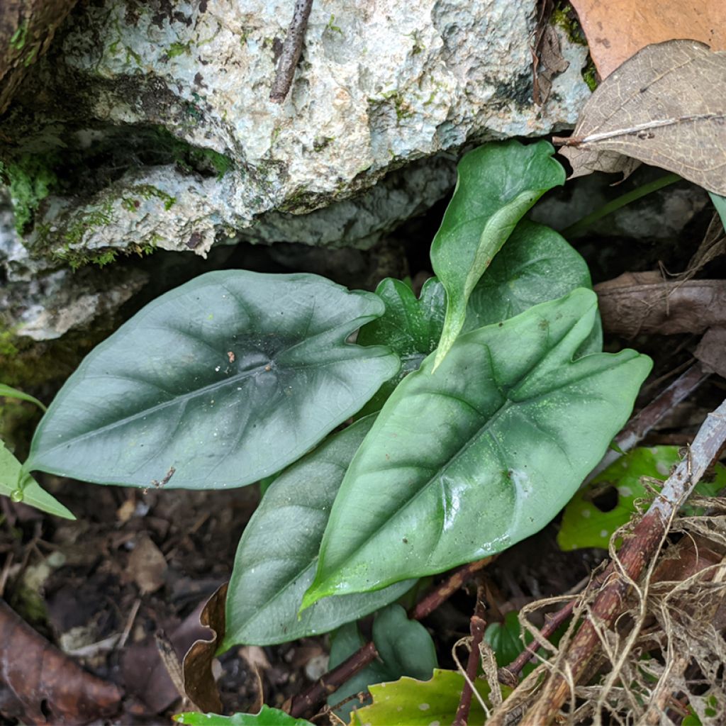 Alocasia reversa - Olifantsoor