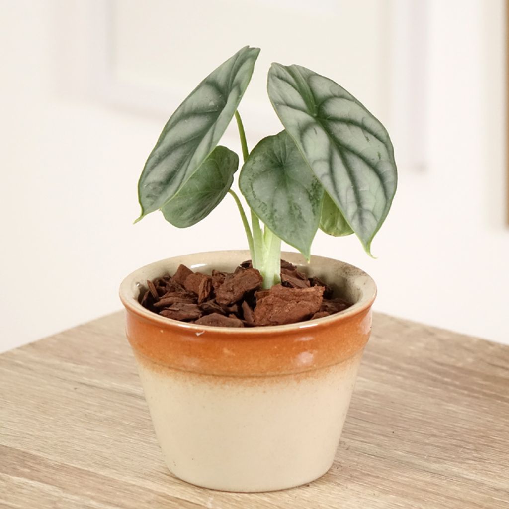 Alocasia baginda Silver Dragon - Olifantsoor