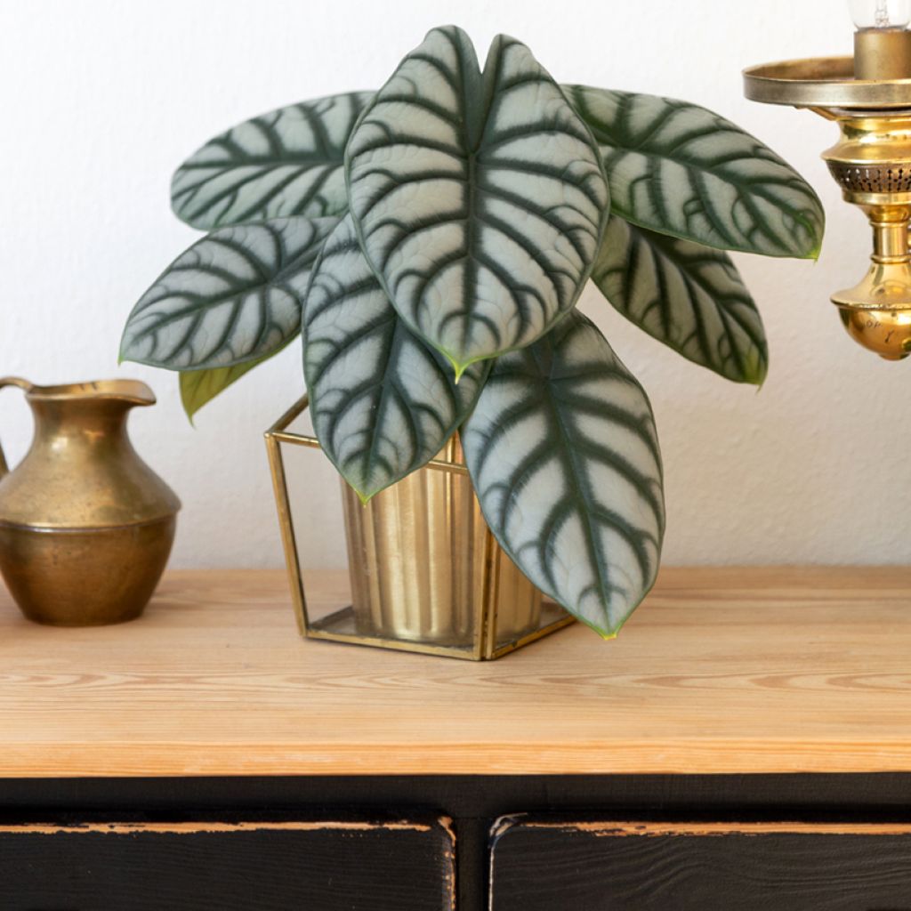 Alocasia baginda Silver Dragon - Olifantsoor