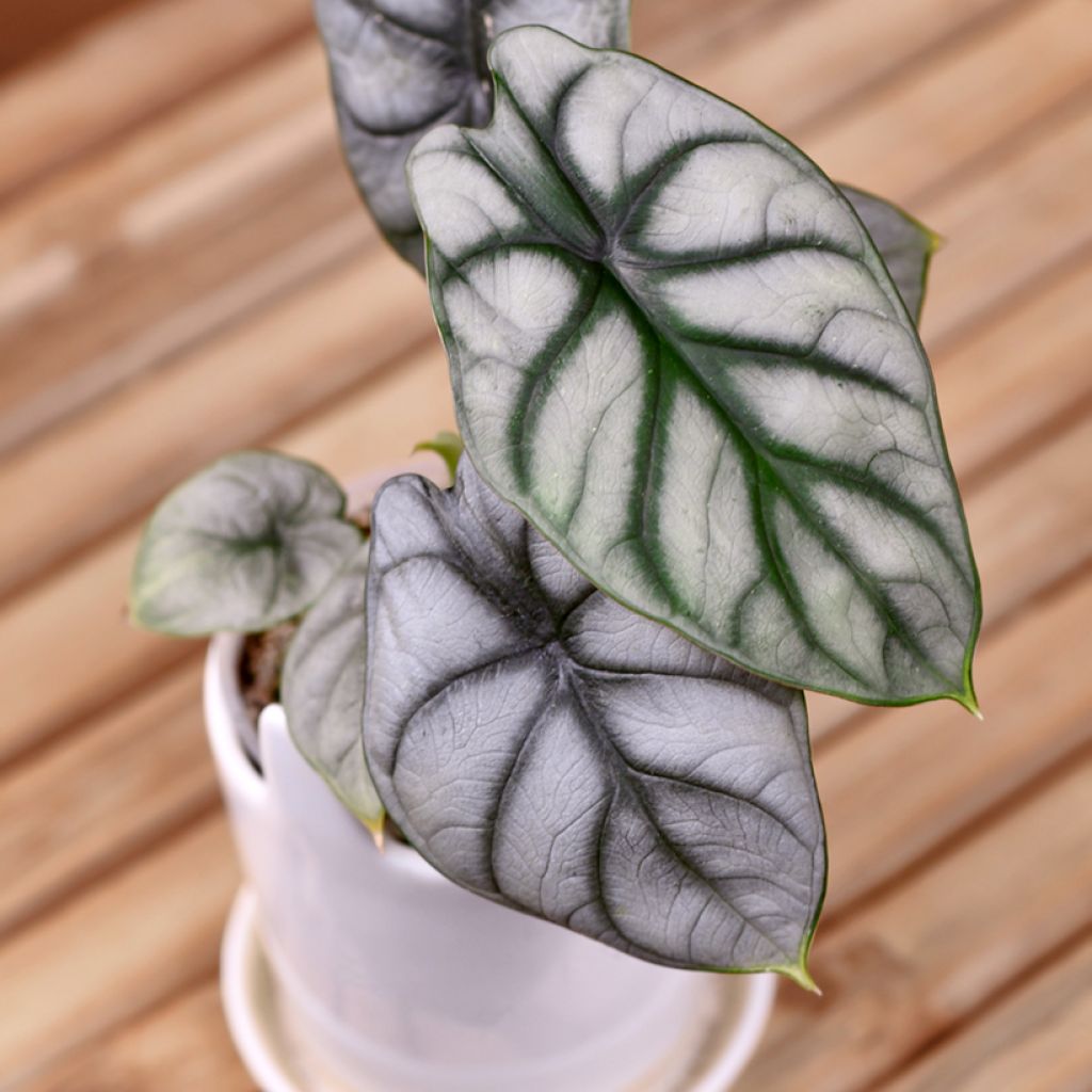 Alocasia baginda Silver Dragon - Olifantsoor