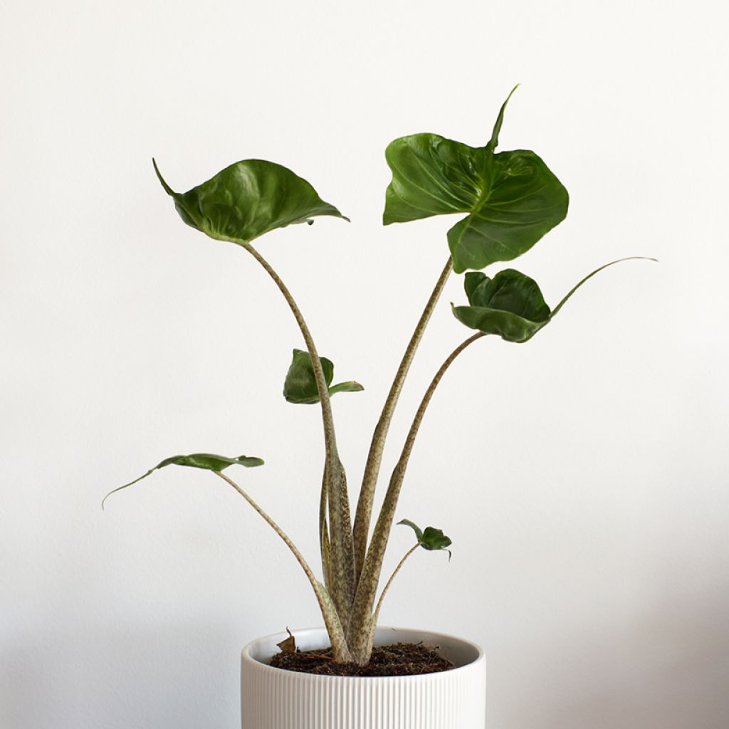 Alocasia Stingray - Olifantsoor