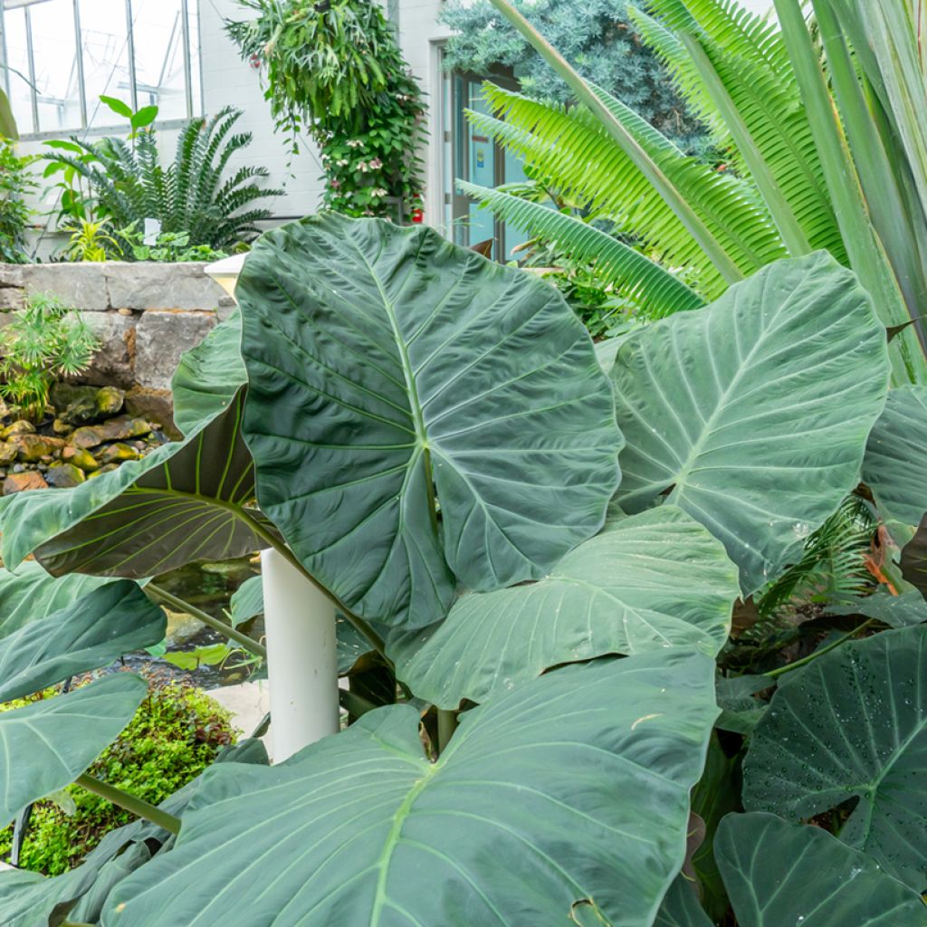 Alocasia Sumo - Olifantsoor