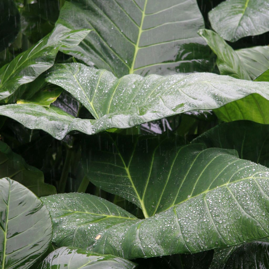 Alocasia Sumo - Olifantsoor