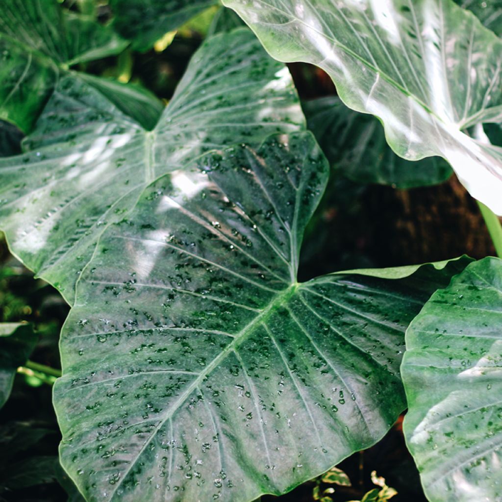 Alocasia Sumo - Olifantsoor