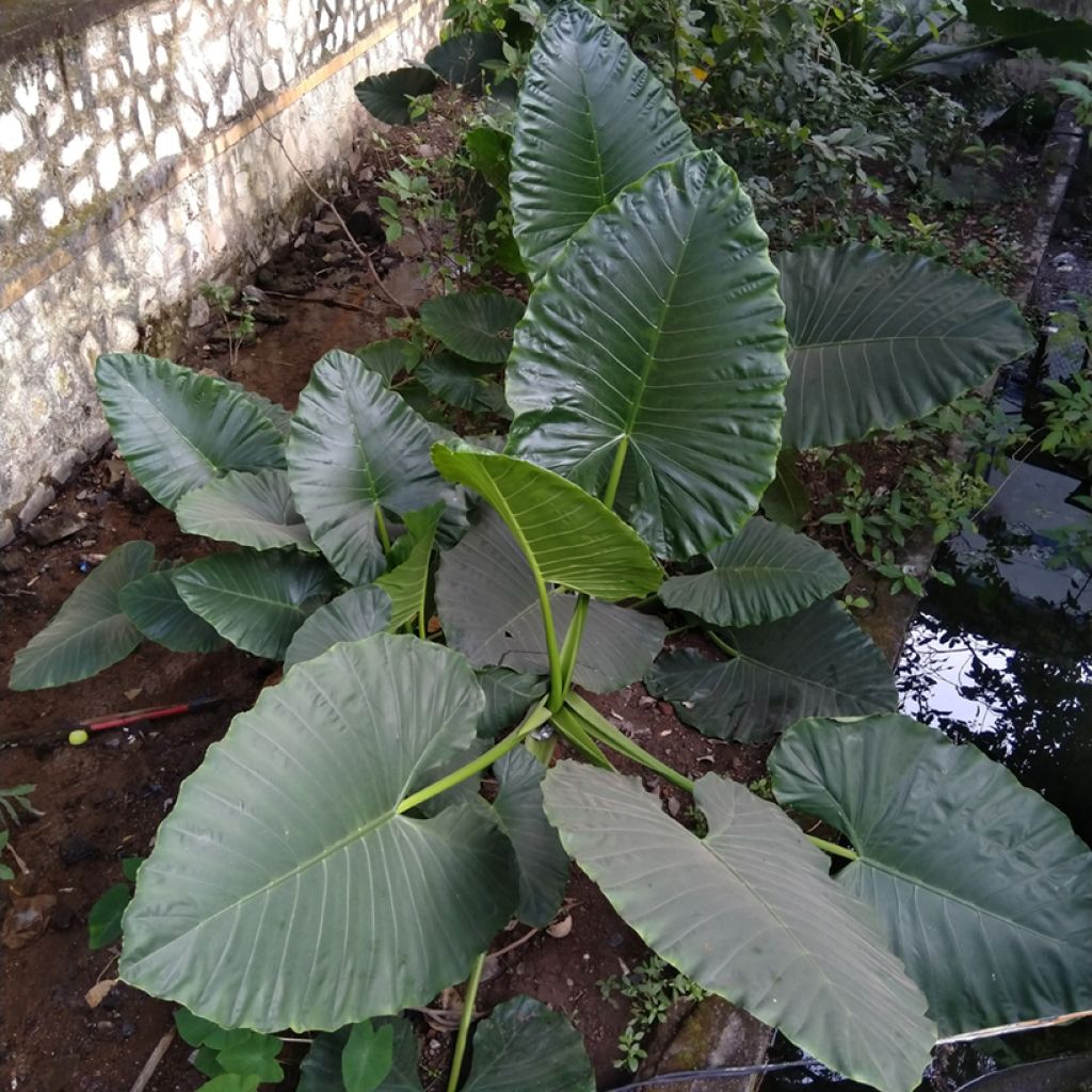 Alocasia Sumo - Olifantsoor