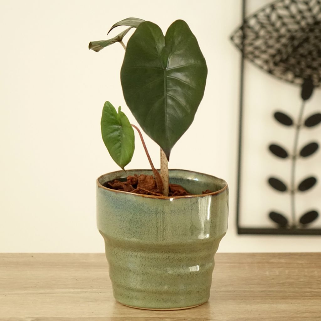 Alocasia sarawakensis Yucatan Princess - Olifantsoor