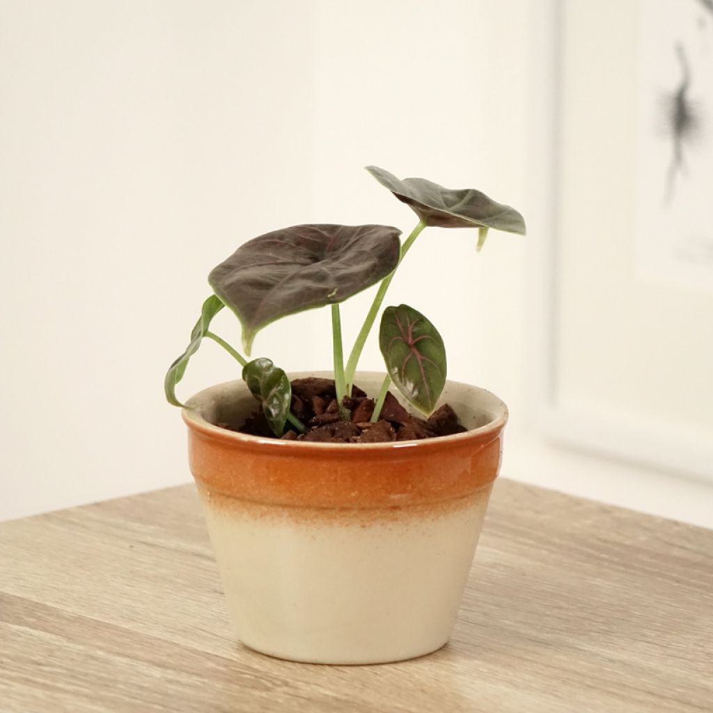 Alocasia azlanii - Olifantsoor