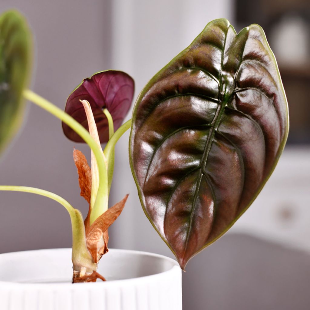 Alocasia azlanii - Olifantsoor