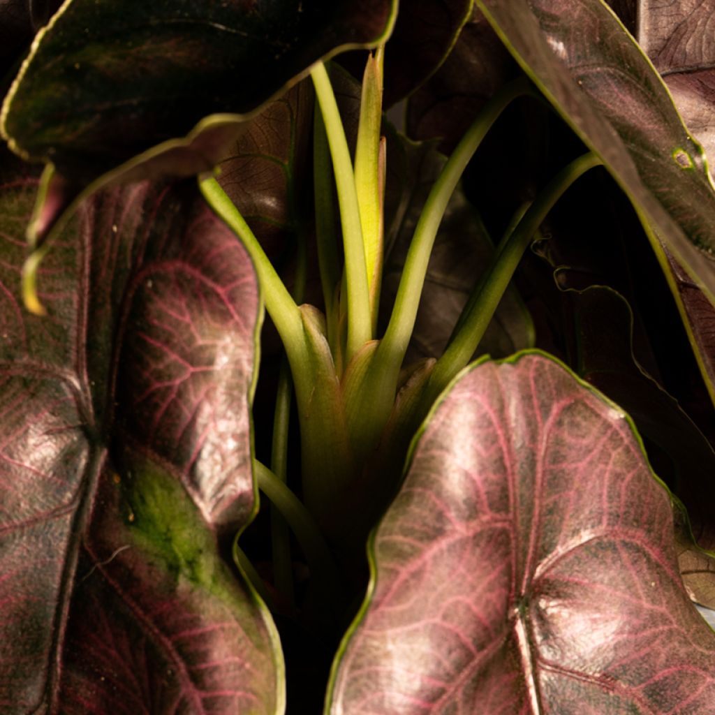 Alocasia azlanii - Olifantsoor