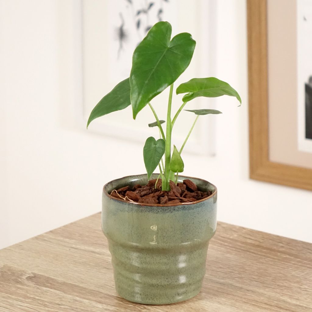 Alocasia gageana California - Olifantsoor