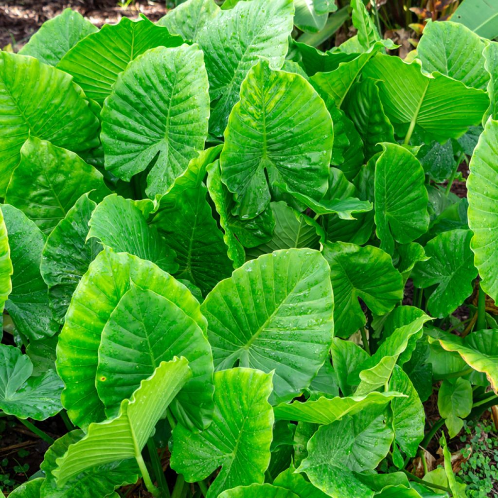 Alocasia gageana California - Olifantsoor