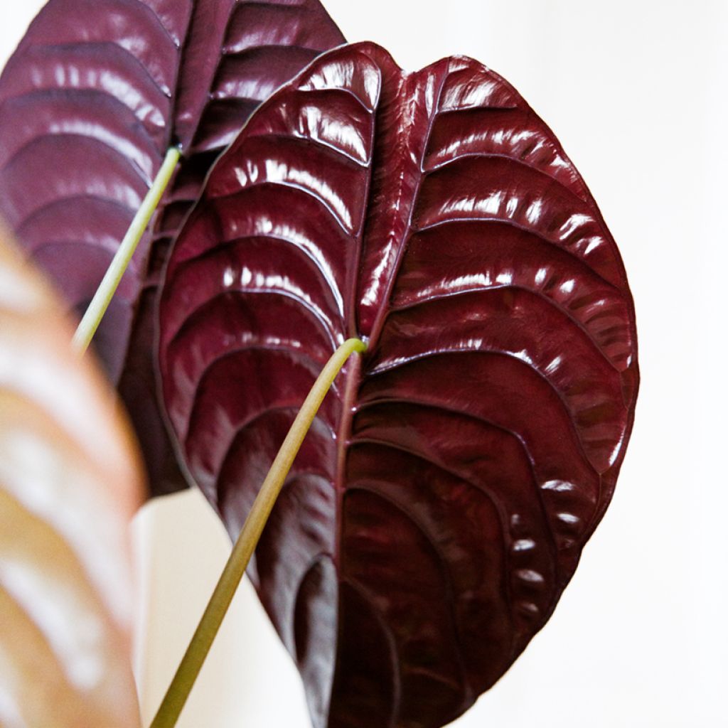 Alocasia cuprea Red - Olifantsoor
