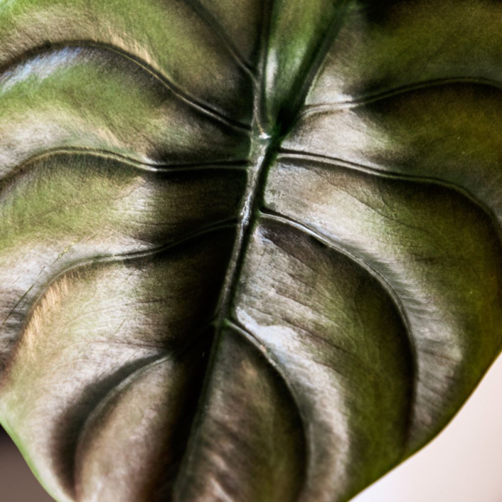 Alocasia cuprea Red - Olifantsoor