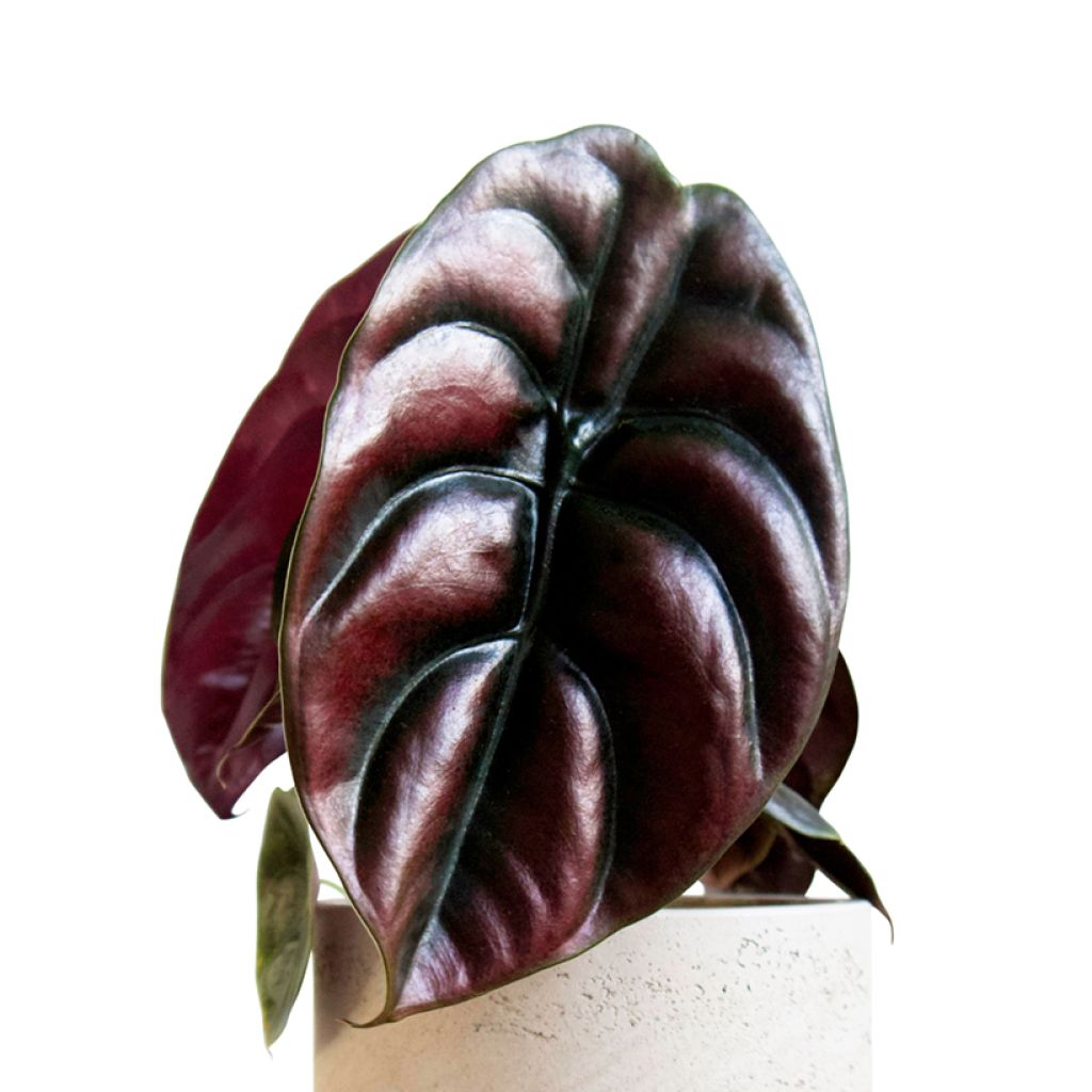 Alocasia cuprea Red - Olifantsoor