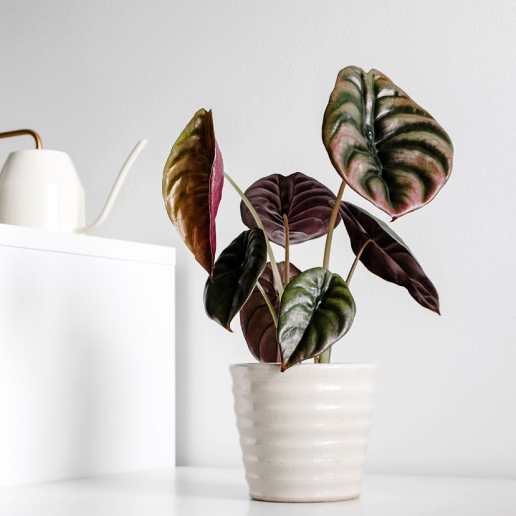 Alocasia cuprea Red - Olifantsoor