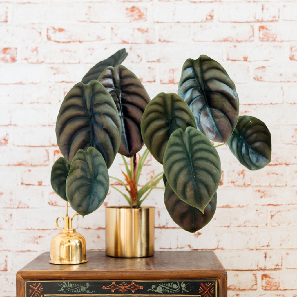 Alocasia cuprea Red - Olifantsoor