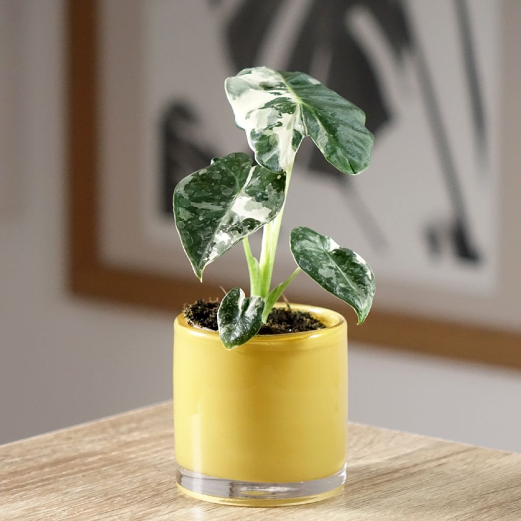 Alocasia micholitziana Frydek Variegata - Olifantsoor