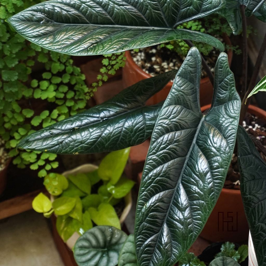 Alocasia scalprum - Olifantsoor