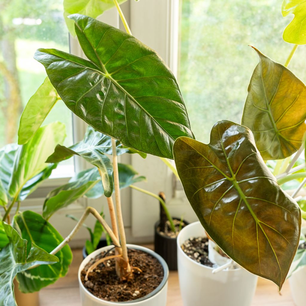 Alocasia wentii - Olifantsoor