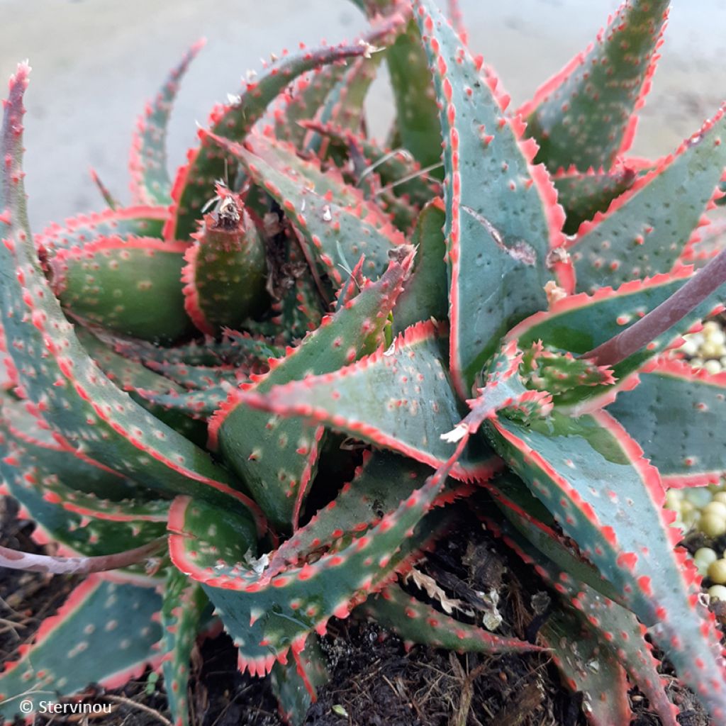 Aloe Christmas Carol - Boomaloë