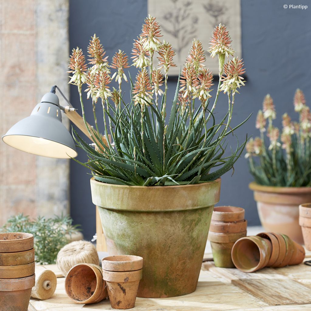 Aloe Safari Sunrise - Kandelaar aloë