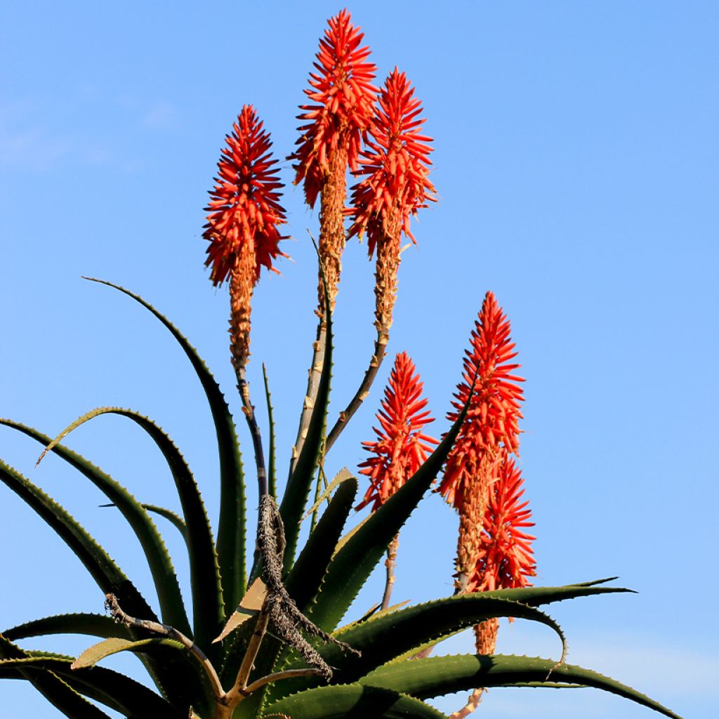 Aloe arborescens - Kandelaar aloë