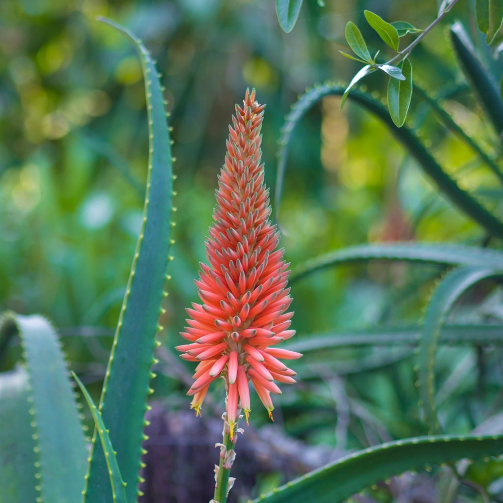 Aloe arborescens - Kandelaar aloë