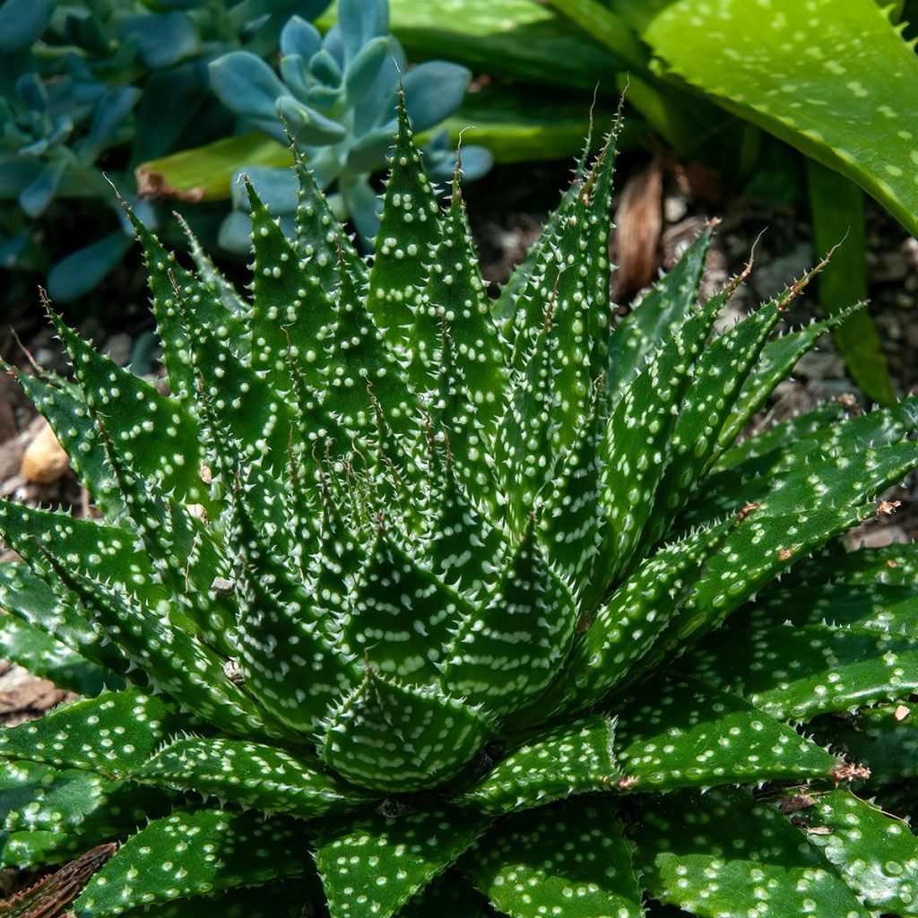 Aloe aristata - Aloë