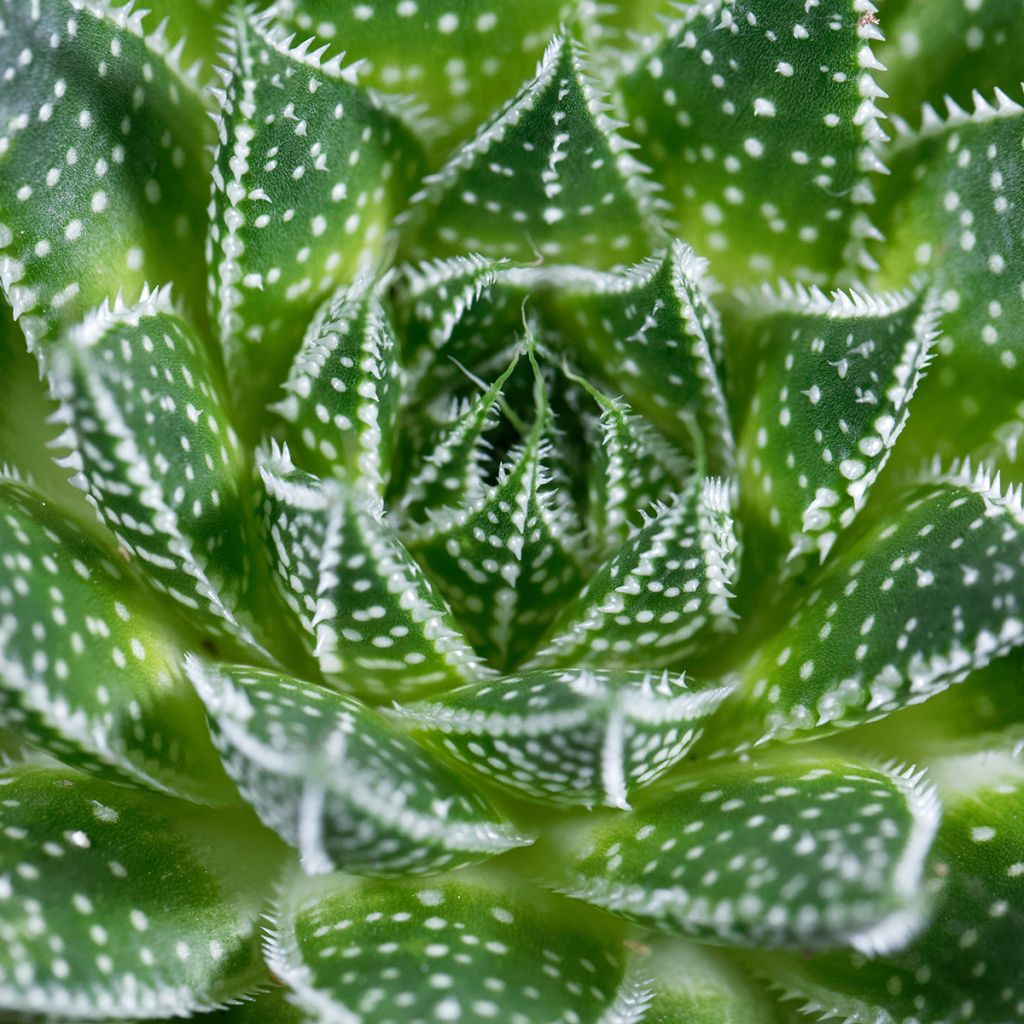 Aloe aristata - Aloë