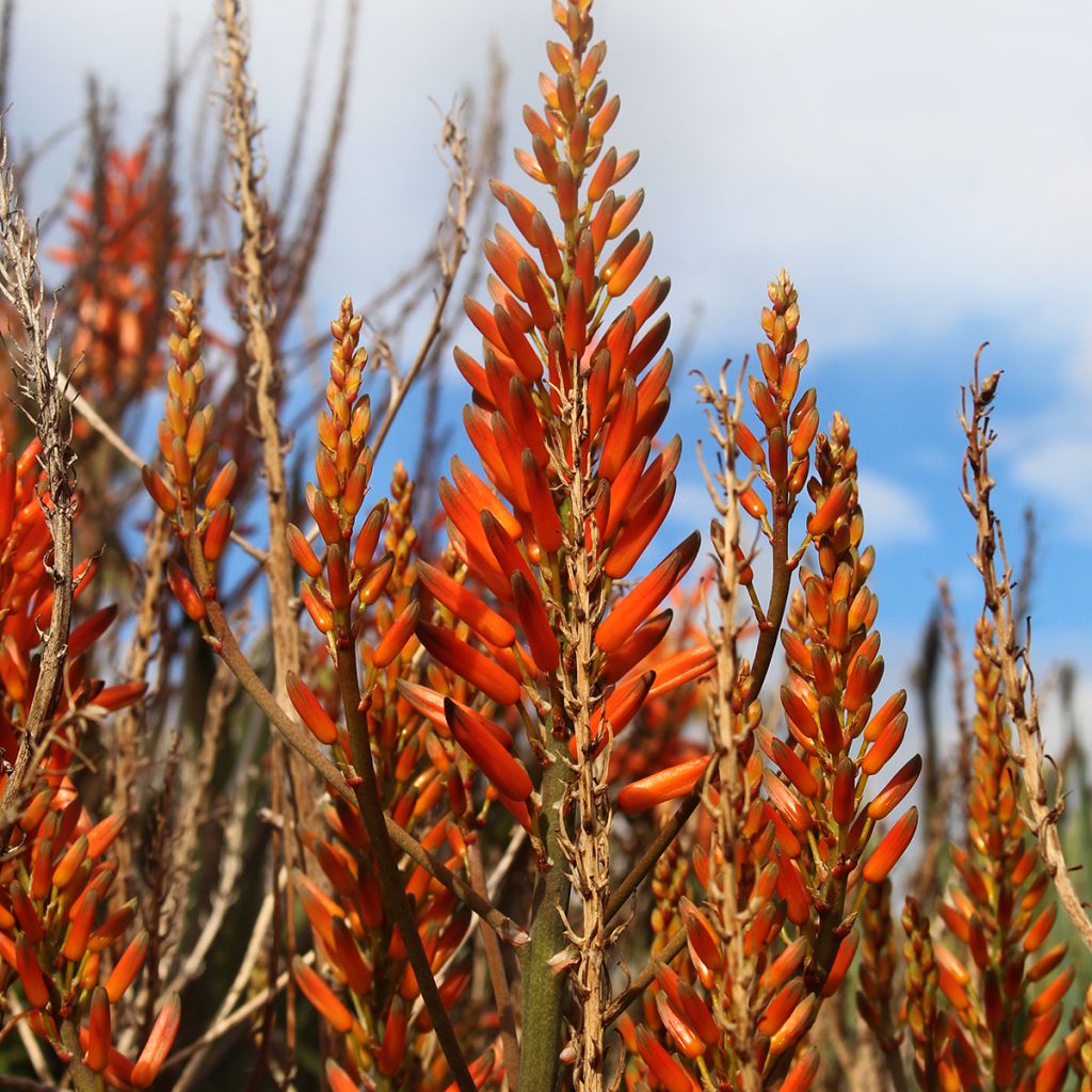 Aloe brevifolia - Kortbladige aloë