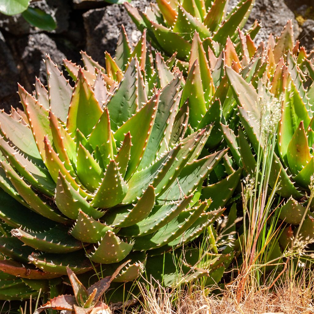 Aloe brevifolia - Kortbladige aloë