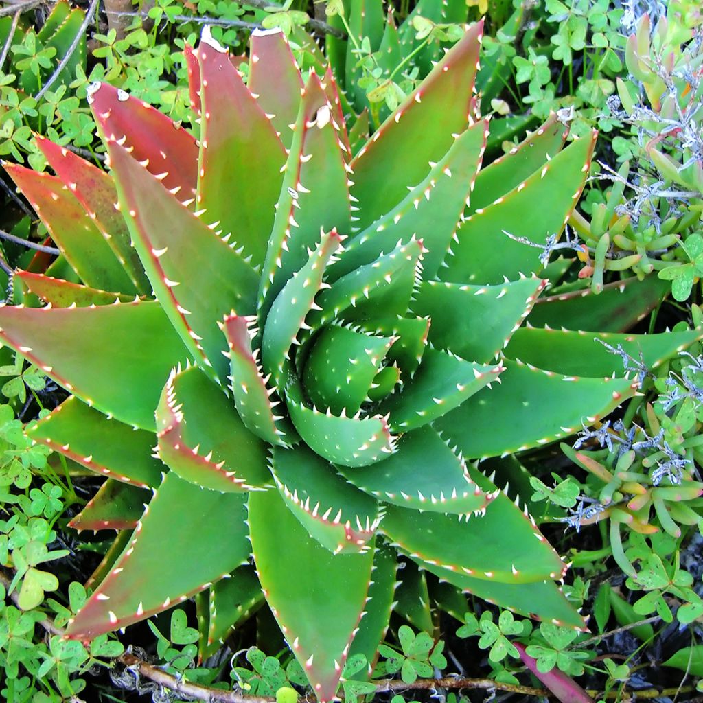 Aloe brevifolia - Kortbladige aloë