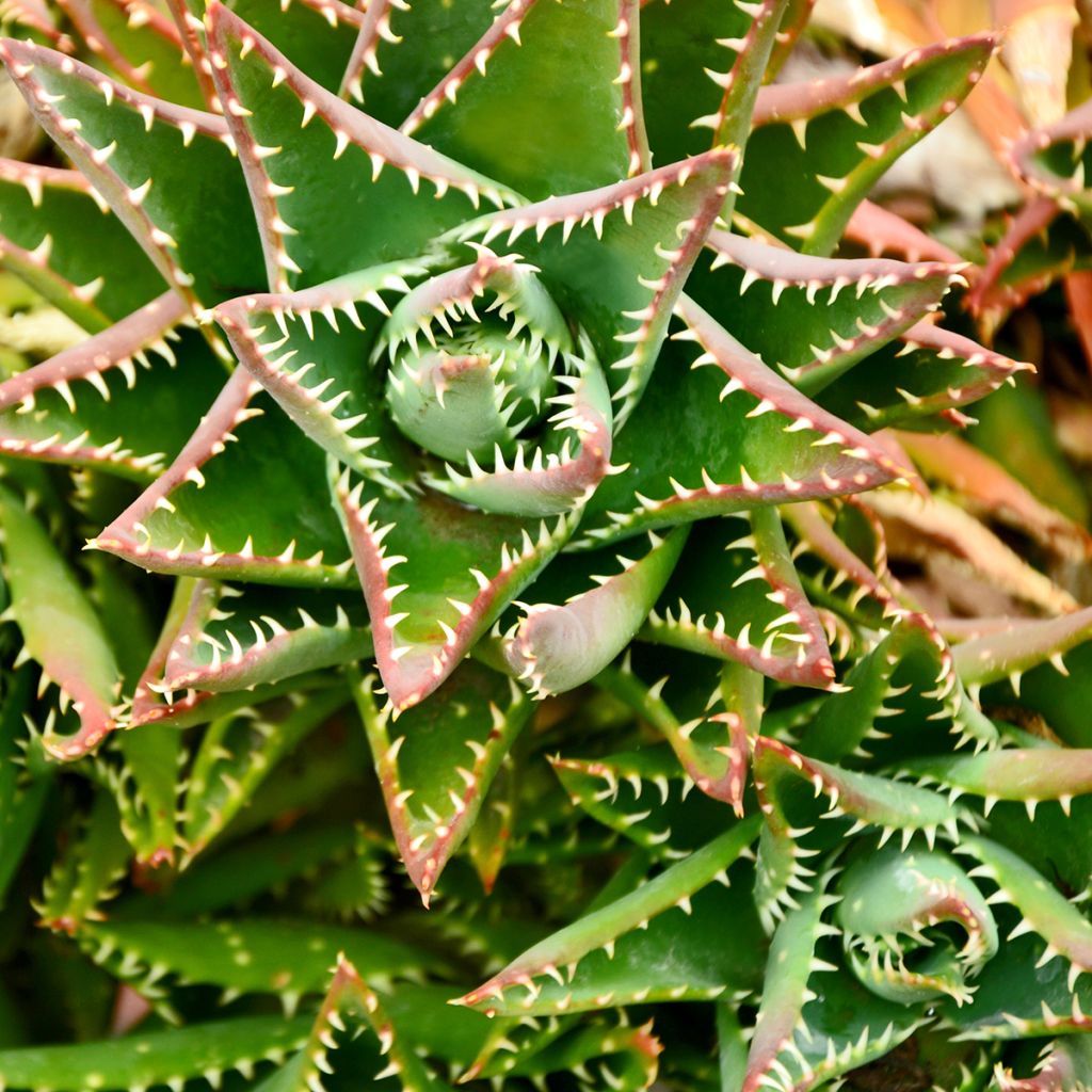Aloe brevifolia - Kortbladige aloë